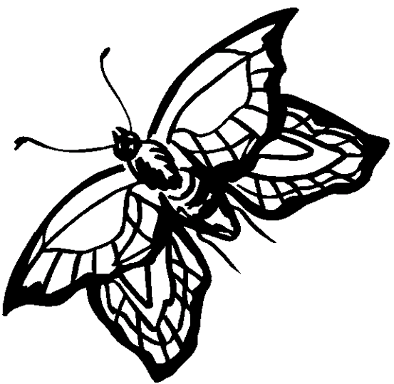 Farfalle 12