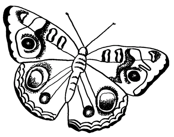 Farfalle 14