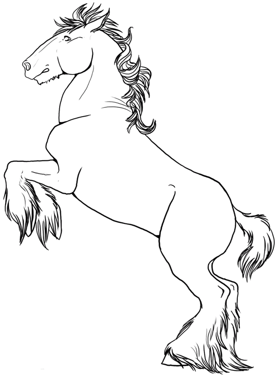 Cavalli 29