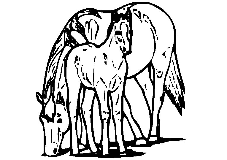 Cavalli 31