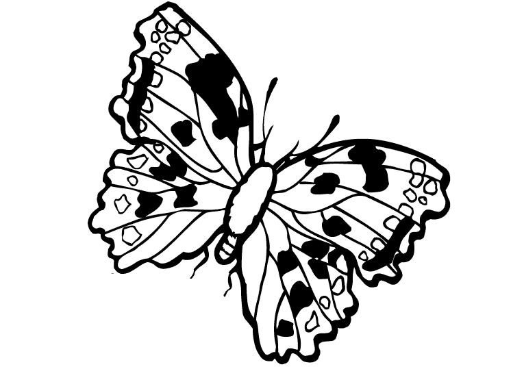 Farfalle 27