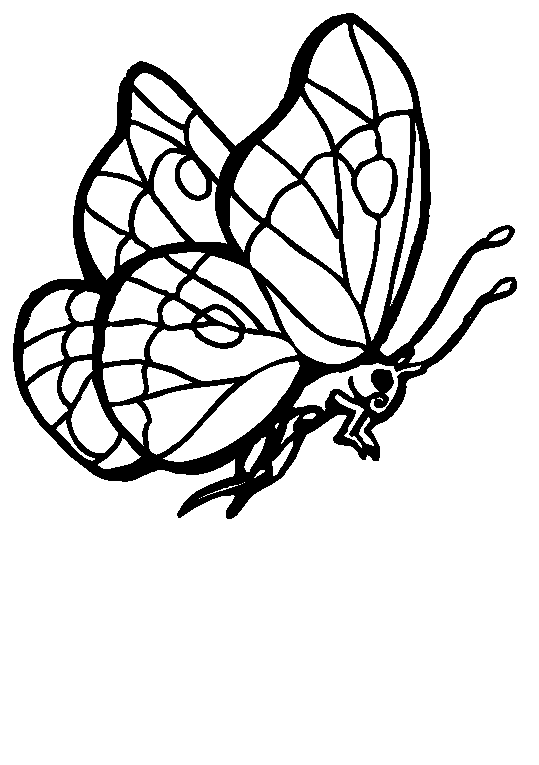 Farfalle 28