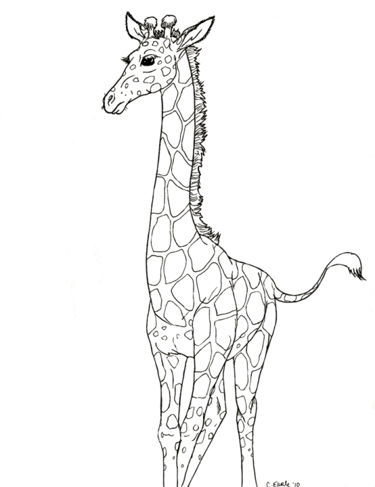 Giraffe 14