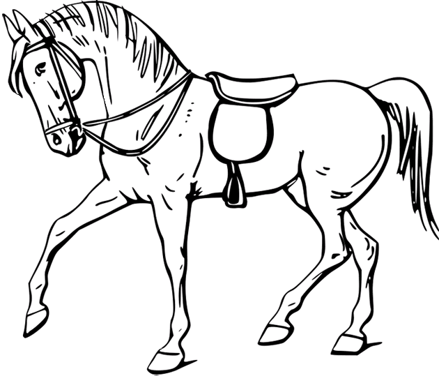 Cavalli 38