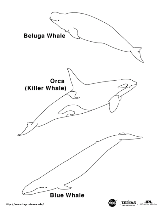 Balene 5