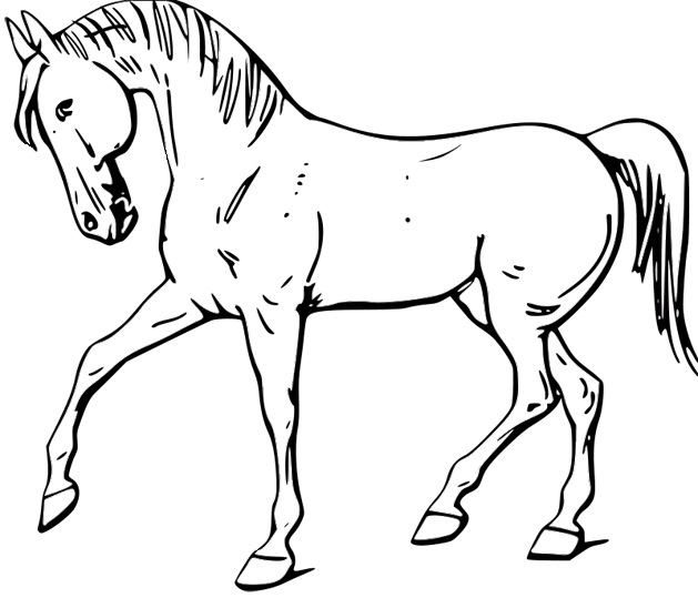 Cavalli 42