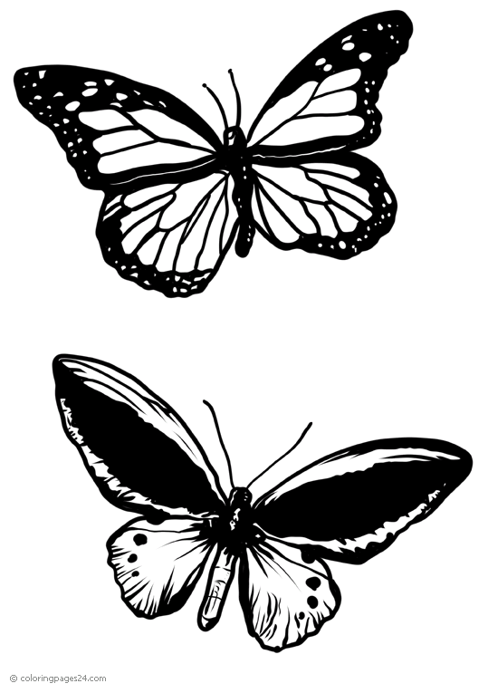 Farfalle 35