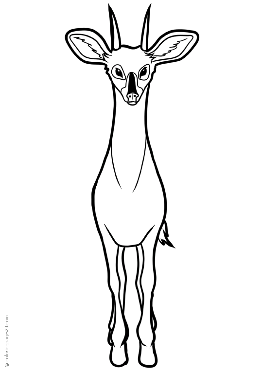 Antilopi 5