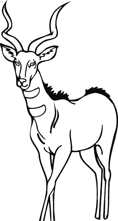 Antilopi 1