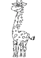 Giraffe - 8