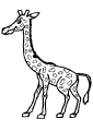 Giraffe - 12