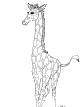 Giraffe - 14